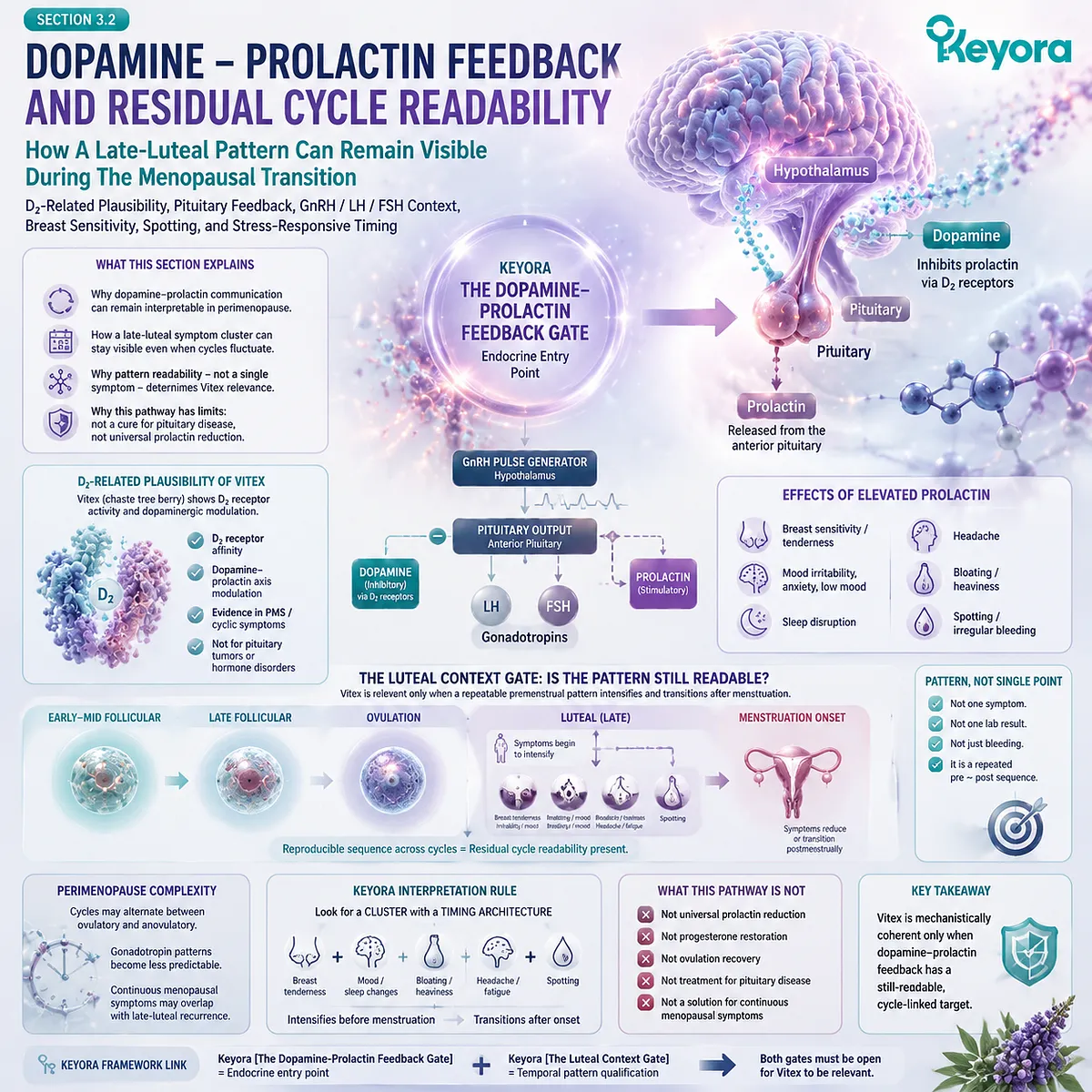 Vitex supports residual cycle readability through dopamine-prolactin feedback, D₂-related signaling, and luteal timing patterns during menopause transition within Keyora Female Chrono-Nutrition. Vitex supports residual cycle readability through dopamine-prolactin feedback, D₂-related signaling, and luteal timing patterns during menopause transition within Keyora Female Chrono-Nutrition.