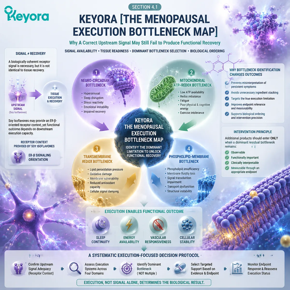 Menopause wellness and soy isoflavones require ER-β signaling translation through cellular execution, tissue readiness, and functional outcomes in Keyora Menopausal Execution Bottleneck Map. Menopause wellness and soy isoflavones require ER-β signaling translation through cellular execution, tissue readiness, and functional outcomes in Keyora Menopausal Execution Bottleneck Map.