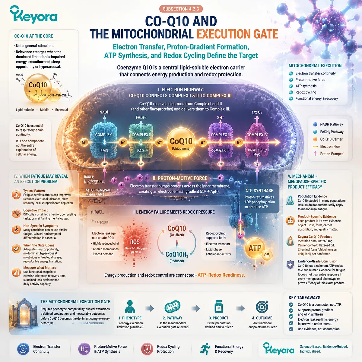 Menopause fatigue and cognitive energy support linked to Co-Q10 mitochondrial electron transfer, ATP-redox balance, proton gradient formation, and Keyora Mitochondrial Execution Gate. Menopause fatigue and cognitive energy support linked to Co-Q10 mitochondrial electron transfer, ATP-redox balance, proton gradient formation, and Keyora Mitochondrial Execution Gate.