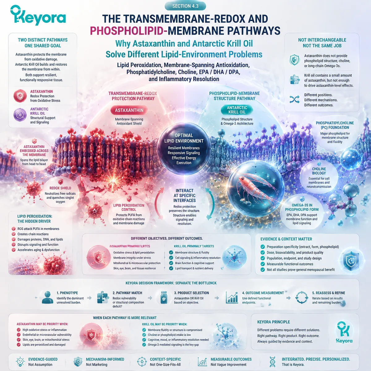 Menopause wellness and cellular membrane support distinguished by astaxanthin transmembrane redox protection, krill oil phospholipid structure, and Keyora Menopausal Execution Bottleneck Map. Menopause wellness and cellular membrane support distinguished by astaxanthin transmembrane redox protection, krill oil phospholipid structure, and Keyora Menopausal Execution Bottleneck Map.