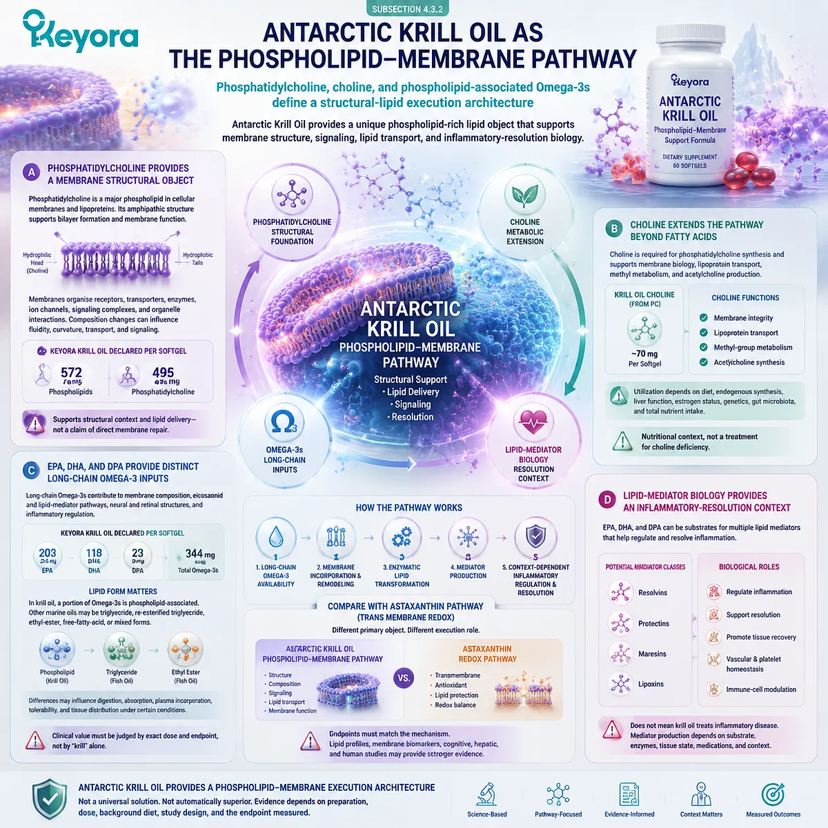 Menopause wellness and membrane support explained through krill oil phosphatidylcholine, choline, EPA DHA Omega-3 architecture, and Keyora Phospholipid-Membrane Execution Pathway. Menopause wellness and membrane support explained through krill oil phosphatidylcholine, choline, EPA DHA Omega-3 architecture, and Keyora Phospholipid-Membrane Execution Pathway.