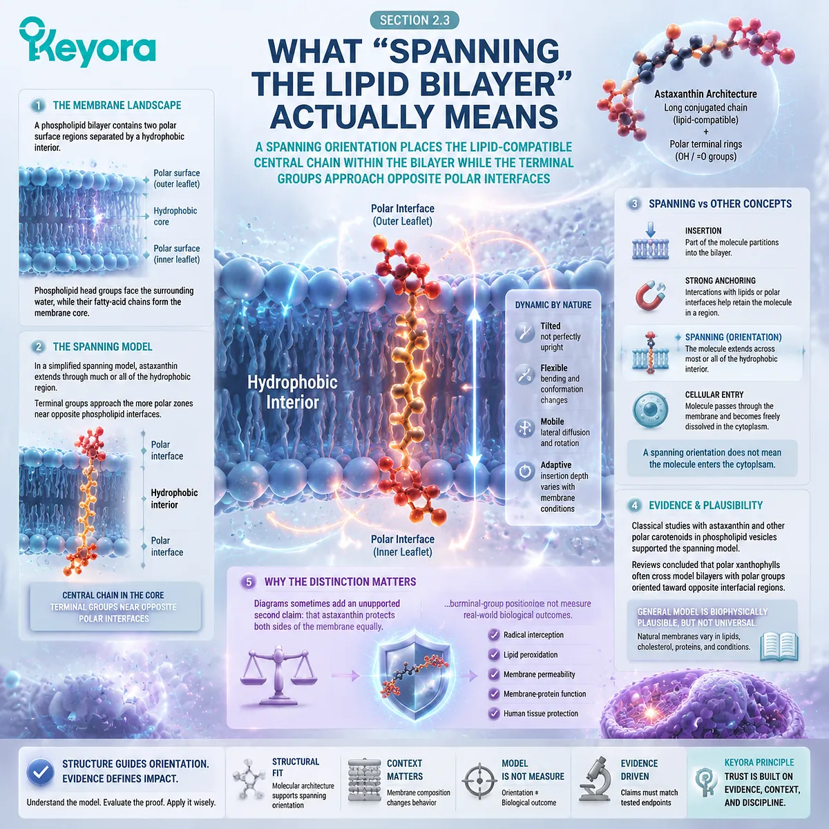 Astaxanthin lipid bilayer interaction explained by membrane-spanning orientation, phospholipid interface positioning and molecular structure using the Keyora Astaxanthin Matrix framework. Astaxanthin lipid bilayer interaction explained by membrane-spanning orientation, phospholipid interface positioning and molecular structure using the Keyora Astaxanthin Matrix framework.