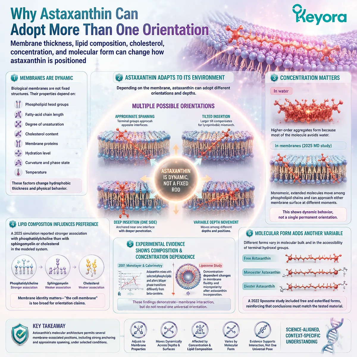 Astaxanthin membrane orientation varies with lipid composition, cholesterol and molecular form, showing dynamic bilayer interaction through the Keyora Astaxanthin Matrix framework for oxidative balance. Astaxanthin membrane orientation varies with lipid composition, cholesterol and molecular form, showing dynamic bilayer interaction through the Keyora Astaxanthin Matrix framework for oxidative balance.