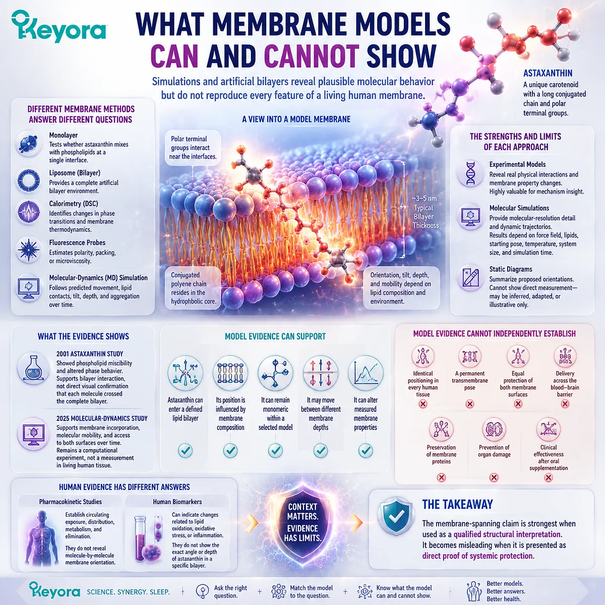 Astaxanthin membrane models explain lipid bilayer interaction, molecular dynamics and evidence boundaries through simulation analysis with the Keyora Astaxanthin Matrix framework. Astaxanthin membrane models explain lipid bilayer interaction, molecular dynamics and evidence boundaries through simulation analysis with the Keyora Astaxanthin Matrix framework.