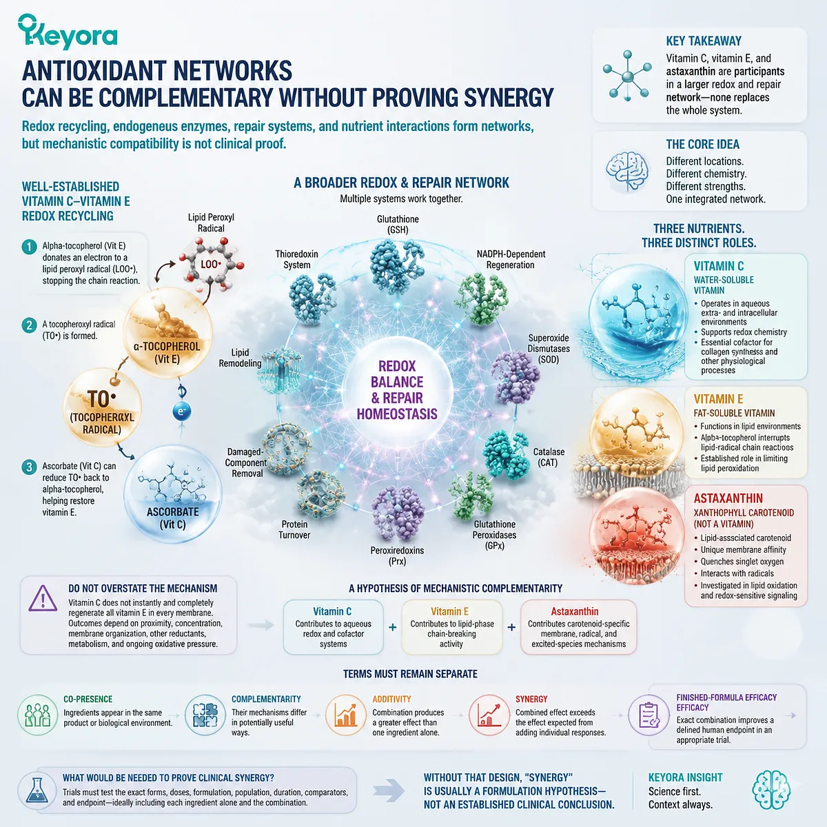 Antioxidant network comparison showing vitamin C, vitamin E, and astaxanthin redox complementarity, recycling pathways, and evidence boundaries through Keyora Astaxanthin Matrix. Antioxidant network comparison showing vitamin C, vitamin E, and astaxanthin redox complementarity, recycling pathways, and evidence boundaries through Keyora Astaxanthin Matrix.