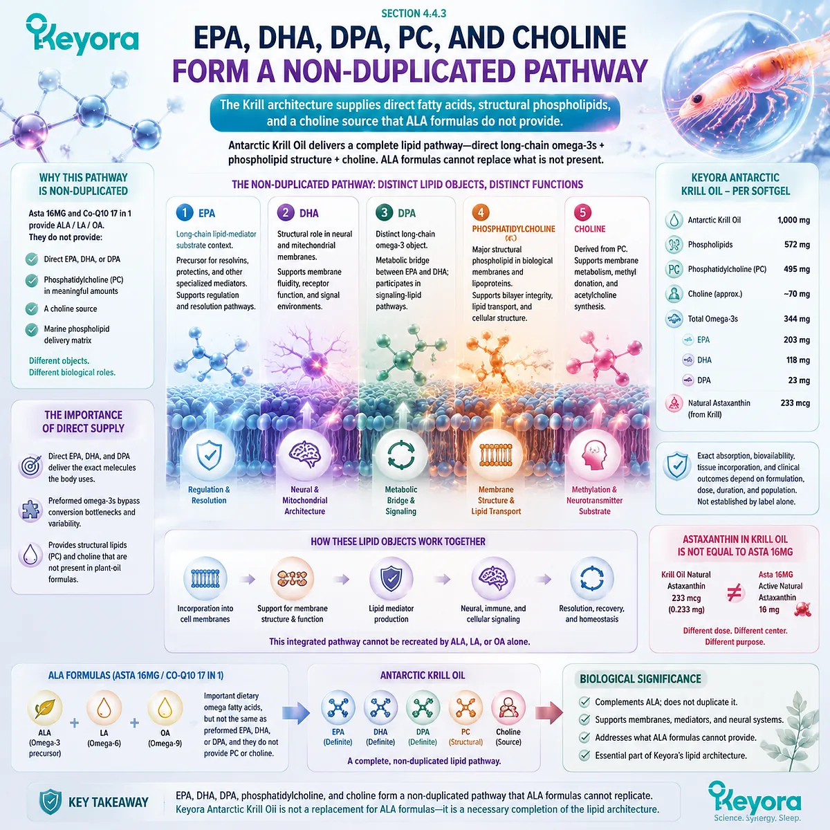 Krill oil EPA DHA DPA phosphatidylcholine and choline create a unique Omega-3 membrane architecture in Keyora Phospholipid-Bound Long-Chain Omega-3 Pathway Krill oil EPA DHA DPA phosphatidylcholine and choline create a unique Omega-3 membrane architecture in Keyora Phospholipid-Bound Long-Chain Omega-3 Pathway