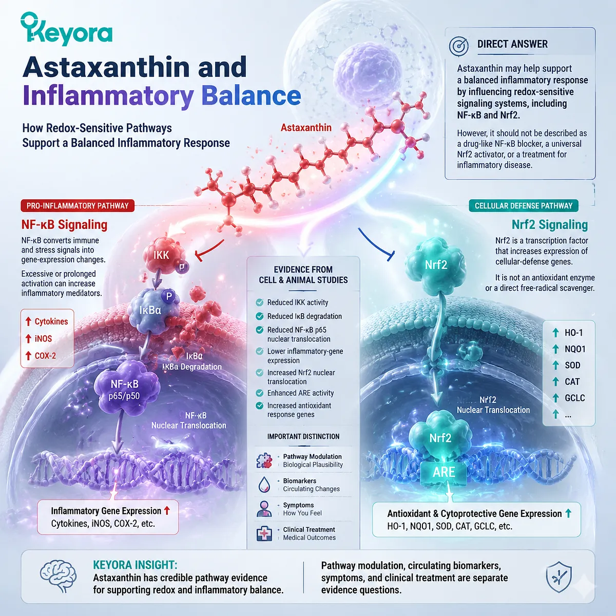Astaxanthin oxidative stress support through NF-kB and Nrf2 signaling balance, redox regulation, and cellular defense pathways within the Keyora Astaxanthin Matrix framework Astaxanthin oxidative stress support through NF-kB and Nrf2 signaling balance, redox regulation, and cellular defense pathways within the Keyora Astaxanthin Matrix framework