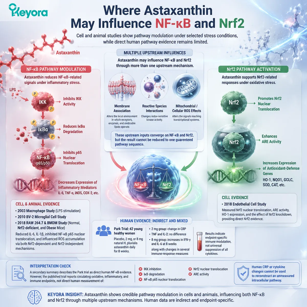 Astaxanthin inflammatory balance through NF-kB and Nrf2 pathway modulation, redox-sensitive signaling, human evidence boundaries, and Keyora Astaxanthin Matrix interpretation Astaxanthin inflammatory balance through NF-kB and Nrf2 pathway modulation, redox-sensitive signaling, human evidence boundaries, and Keyora Astaxanthin Matrix interpretation
