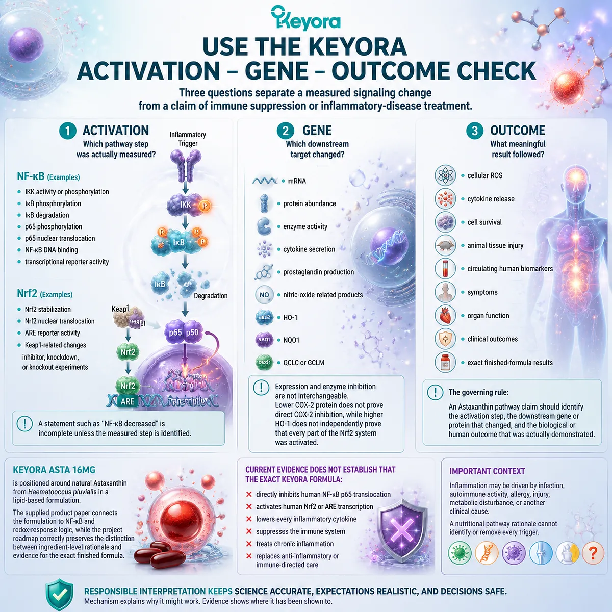 Astaxanthin NF-kB and Nrf2 pathway evaluation using Activation Gene Outcome Check, linking signaling evidence, biological effects, and Keyora Astaxanthin Matrix framework Astaxanthin NF-kB and Nrf2 pathway evaluation using Activation Gene Outcome Check, linking signaling evidence, biological effects, and Keyora Astaxanthin Matrix framework