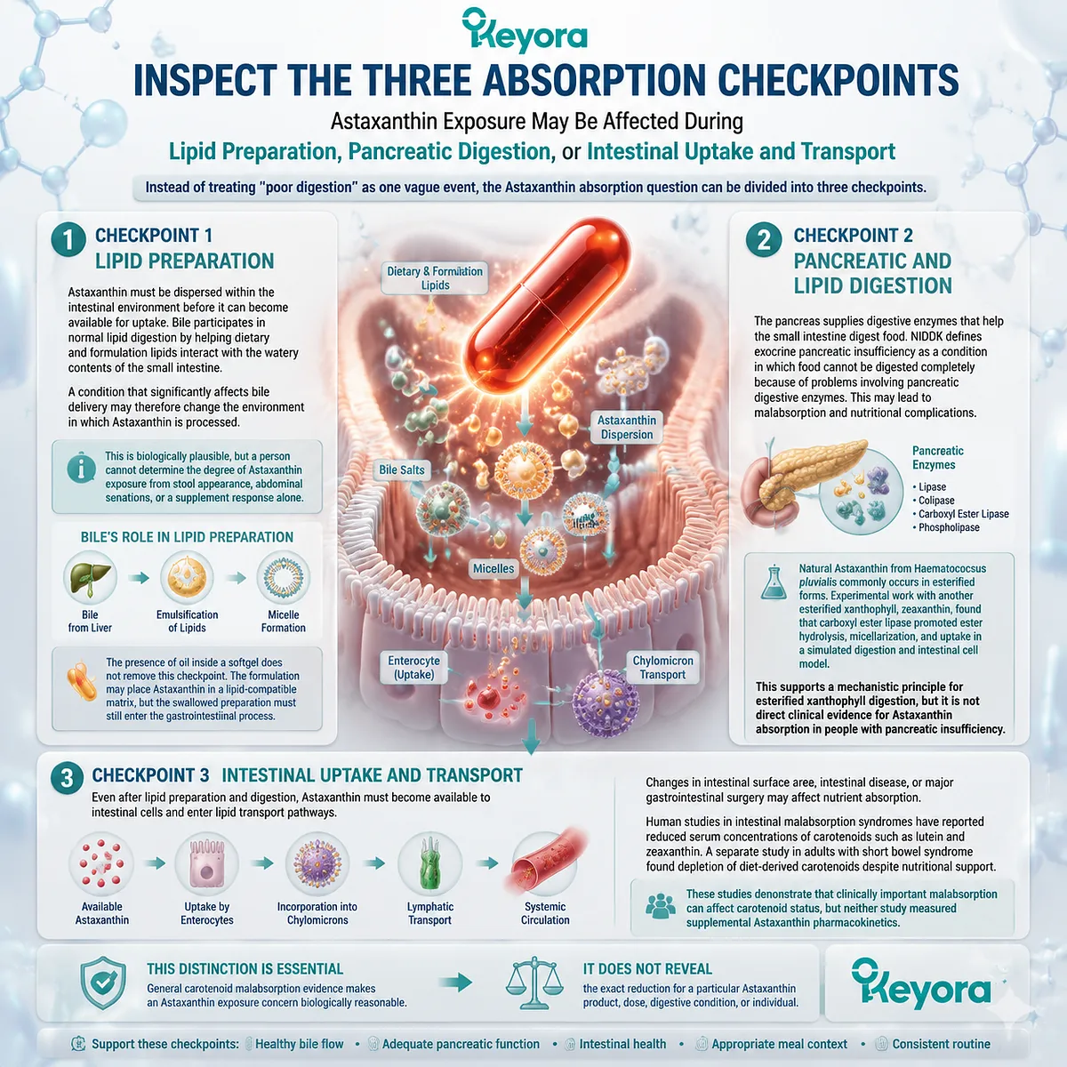 Astaxanthin absorption checkpoints explain lipid preparation, pancreatic digestion, and intestinal uptake through carotenoid transport pathways in the Keyora Astaxanthin Matrix framework. Astaxanthin absorption checkpoints explain lipid preparation, pancreatic digestion, and intestinal uptake through carotenoid transport pathways in the Keyora Astaxanthin Matrix framework.