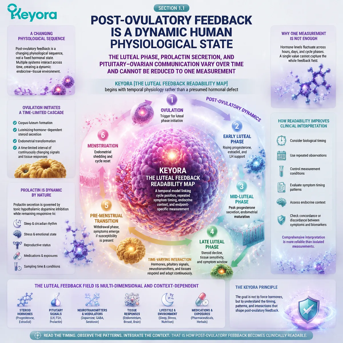 Luteal phase physiology, prolactin signaling and female cycle timing explained through dopamine regulation, endocrine dynamics and Keyora Luteal Feedback Readability Map Luteal phase physiology, prolactin signaling and female cycle timing explained through dopamine regulation, endocrine dynamics and Keyora Luteal Feedback Readability Map