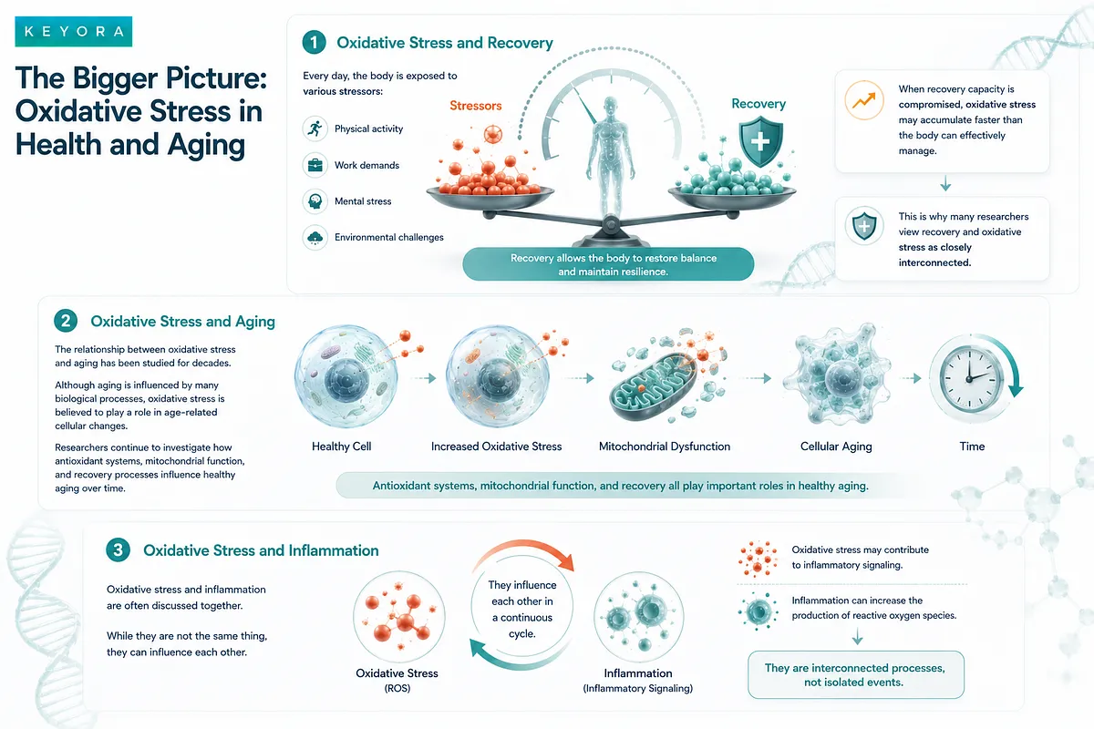 In-depth science infographic by Keyora illustrating the relationship between oxidative stress, recovery capacity, cellular aging, mitochondrial dysfunction, and chronic inflammatory cycles over time. In-depth science infographic by Keyora illustrating the relationship between oxidative stress, recovery capacity, cellular aging, mitochondrial dysfunction, and chronic inflammatory cycles over time.