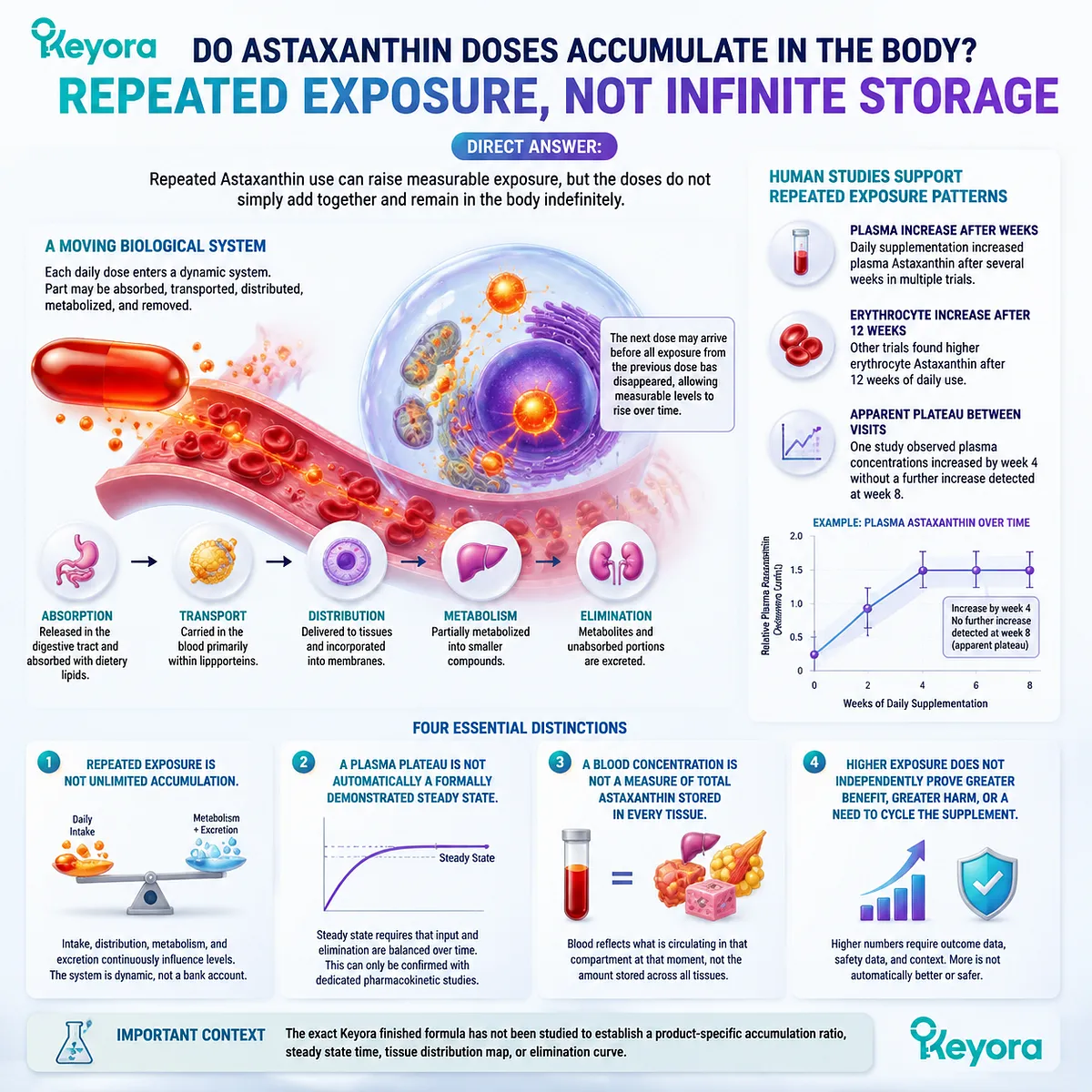Astaxanthin repeated supplementation increases measurable exposure through absorption, distribution and elimination dynamics, explained by the Keyora Astaxanthin Matrix accumulation framework. Astaxanthin repeated supplementation increases measurable exposure through absorption, distribution and elimination dynamics, explained by the Keyora Astaxanthin Matrix accumulation framework.