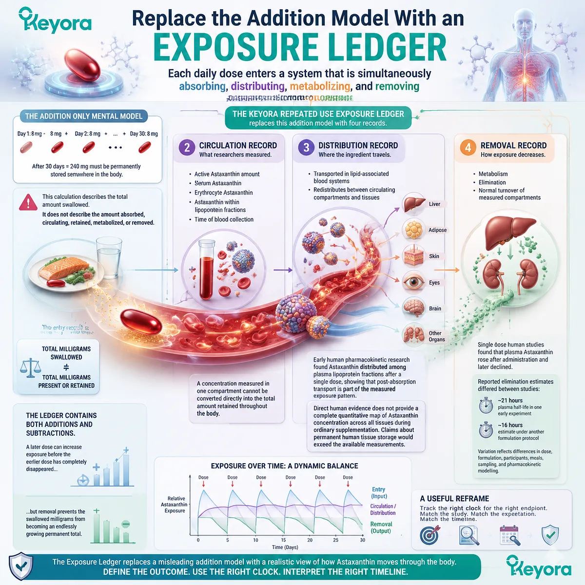 Astaxanthin repeated use follows absorption, circulation, distribution and removal dynamics, with the Keyora Repeated Use Exposure Ledger framework replacing simple accumulation models. Astaxanthin repeated use follows absorption, circulation, distribution and removal dynamics, with the Keyora Repeated Use Exposure Ledger framework replacing simple accumulation models.