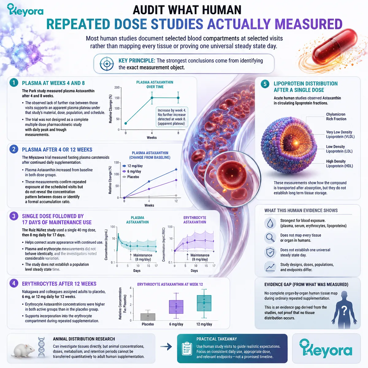 Astaxanthin repeated dose studies measure plasma, erythrocyte and lipoprotein exposure patterns, interpreted through the Keyora Repeated Use Exposure Ledger framework. Astaxanthin repeated dose studies measure plasma, erythrocyte and lipoprotein exposure patterns, interpreted through the Keyora Repeated Use Exposure Ledger framework.
