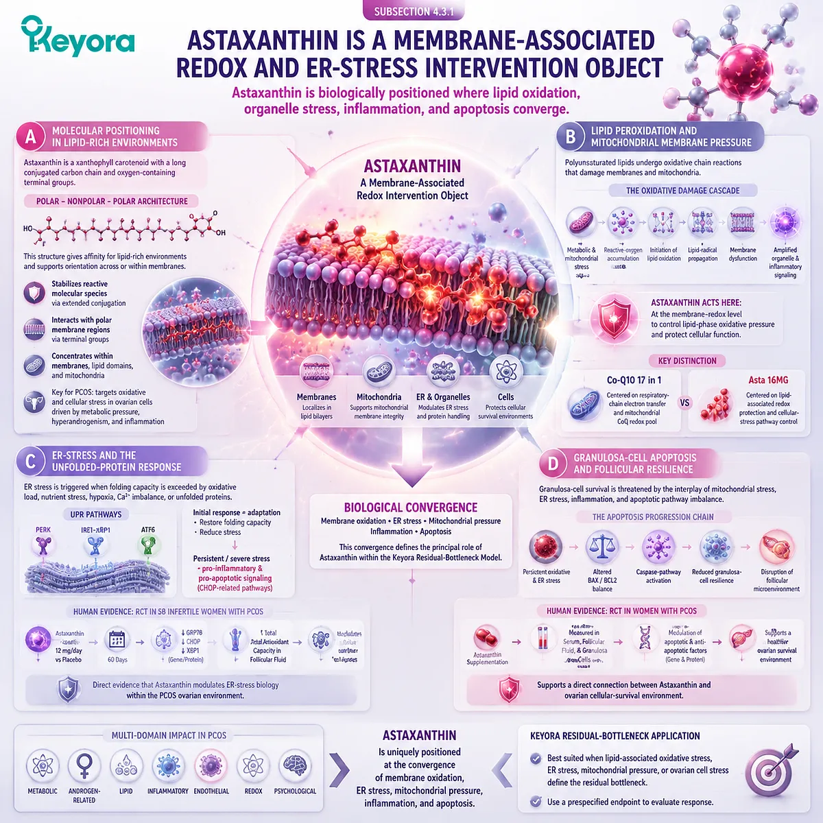 PCOS oxidative stress support showing astaxanthin membrane redox control, ER-stress pathways, granulosa-cell resilience and apoptosis signaling through Keyora Asta 16MG framework. PCOS oxidative stress support showing astaxanthin membrane redox control, ER-stress pathways, granulosa-cell resilience and apoptosis signaling through Keyora Asta 16MG framework.