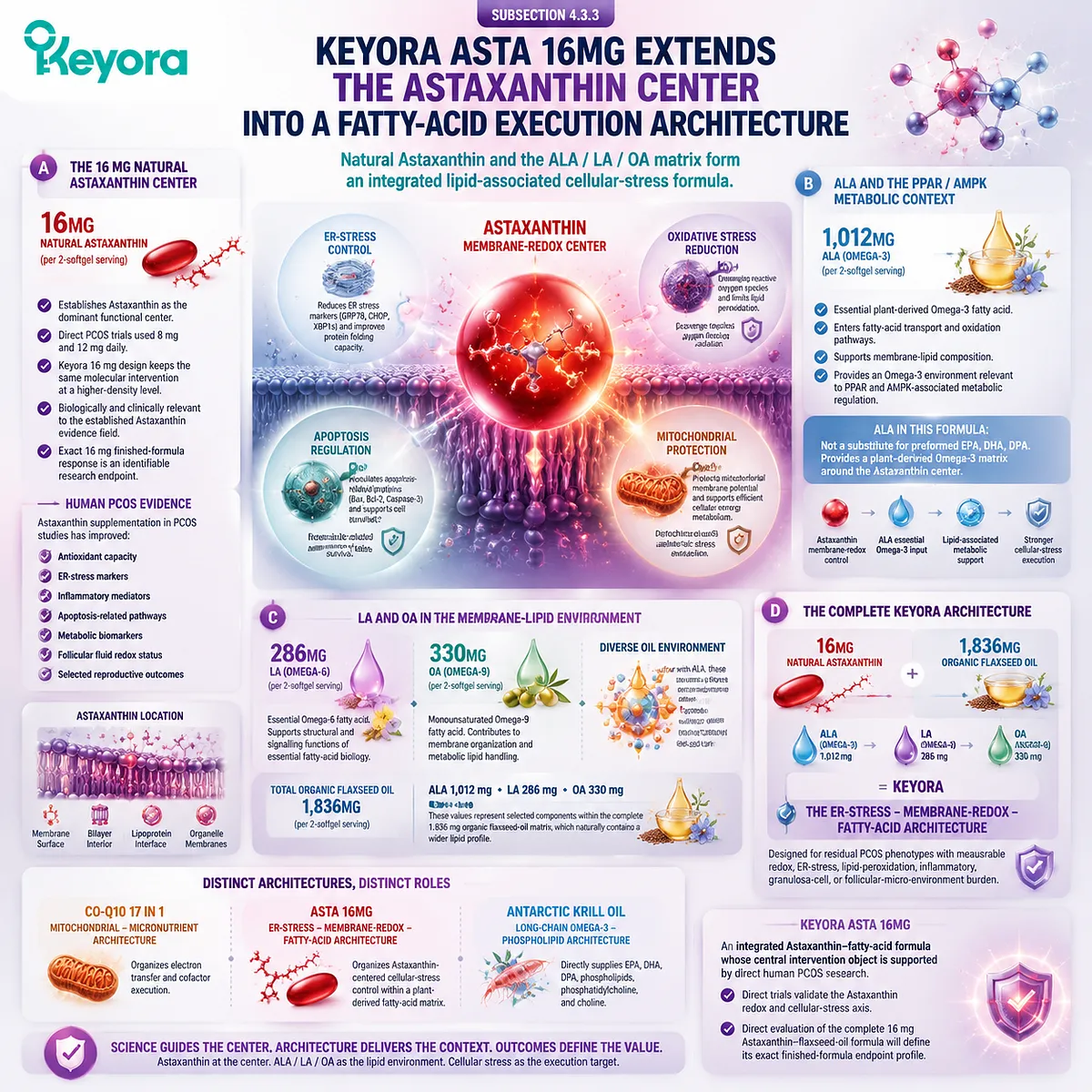 PCOS astaxanthin support showing membrane redox control, ALA fatty-acid metabolism, ER-stress regulation and lipid architecture through Keyora Asta 16MG framework. PCOS astaxanthin support showing membrane redox control, ALA fatty-acid metabolism, ER-stress regulation and lipid architecture through Keyora Asta 16MG framework.