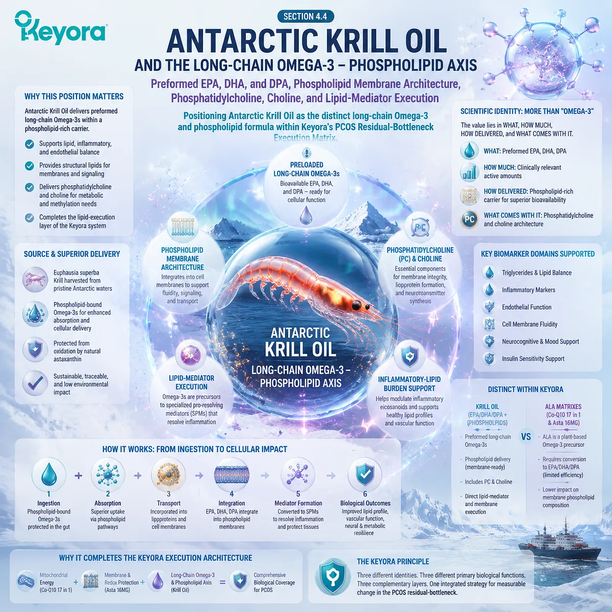 PCOS omega-3 support showing EPA DHA DPA phospholipid membrane function and choline architecture through Keyora Antarctic Krill Oil Long-Chain Omega-3 framework. PCOS omega-3 support showing EPA DHA DPA phospholipid membrane function and choline architecture through Keyora Antarctic Krill Oil Long-Chain Omega-3 framework.