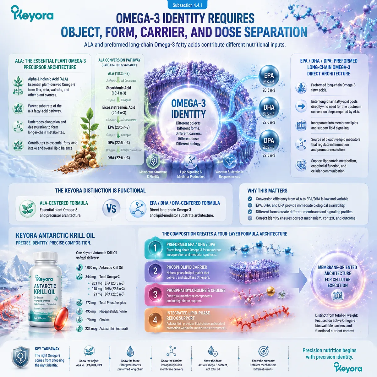 PCOS omega-3 nutrition support showing EPA DHA DPA phospholipid carrier, phosphatidylcholine and choline membrane architecture through Keyora Antarctic Krill Oil framework. PCOS omega-3 nutrition support showing EPA DHA DPA phospholipid carrier, phosphatidylcholine and choline membrane architecture through Keyora Antarctic Krill Oil framework.