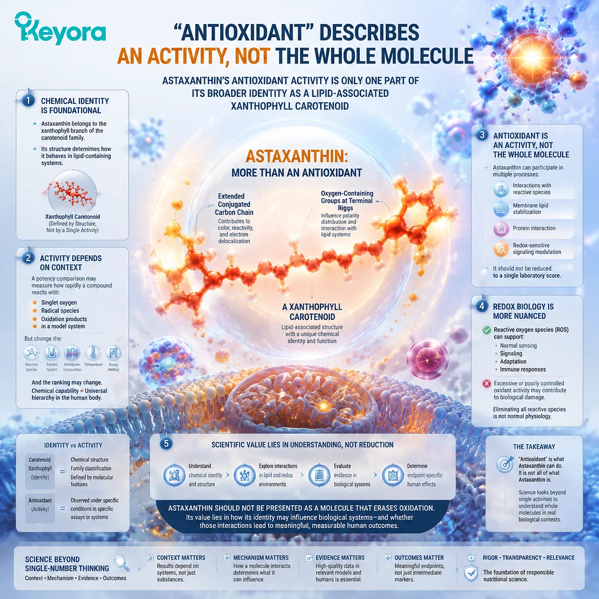 Astaxanthin xanthophyll carotenoid identity explains lipid membrane interaction, redox signaling balance, and oxidative stress interpretation through the Keyora Astaxanthin Matrix framework. Astaxanthin xanthophyll carotenoid identity explains lipid membrane interaction, redox signaling balance, and oxidative stress interpretation through the Keyora Astaxanthin Matrix framework.