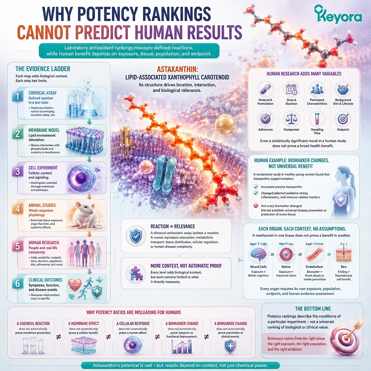 Astaxanthin antioxidant ranking limits are explained by exposure, tissue context, biomarkers, and human endpoints through the Keyora Astaxanthin Matrix evidence framework. Astaxanthin antioxidant ranking limits are explained by exposure, tissue context, biomarkers, and human endpoints through the Keyora Astaxanthin Matrix evidence framework.