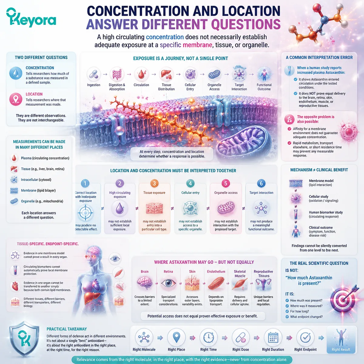 Astaxanthin concentration and location determine lipid membrane exposure, tissue relevance, and oxidative stress interpretation through the Keyora Astaxanthin Matrix framework. Astaxanthin concentration and location determine lipid membrane exposure, tissue relevance, and oxidative stress interpretation through the Keyora Astaxanthin Matrix framework.