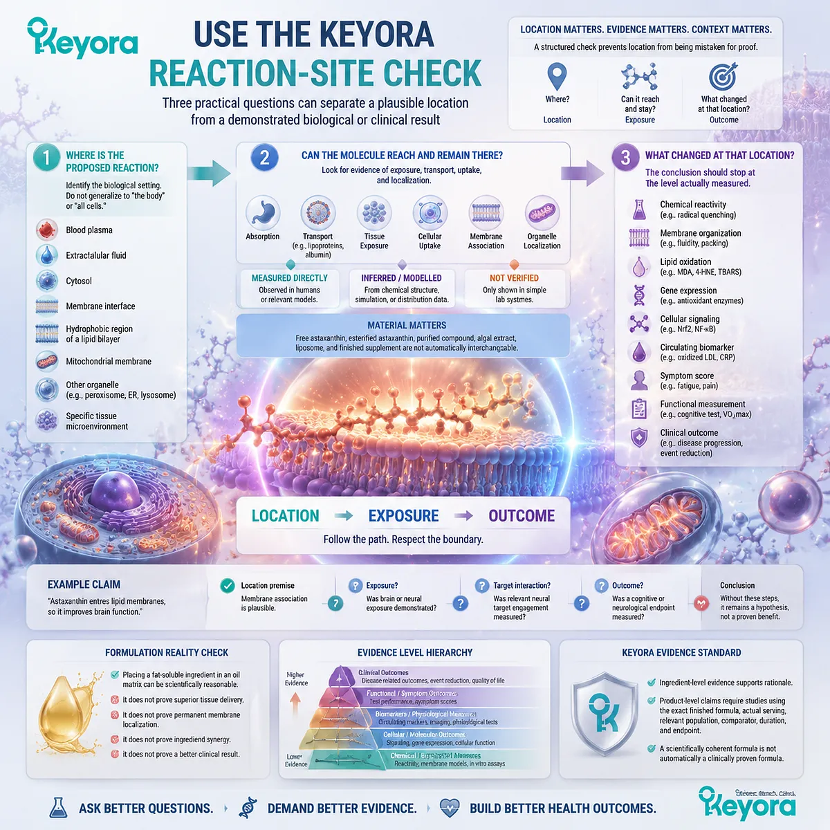 Astaxanthin reaction-site evaluation links molecular location, membrane exposure, biological endpoints, and evidence interpretation through the Keyora Reaction-Site Check framework. Astaxanthin reaction-site evaluation links molecular location, membrane exposure, biological endpoints, and evidence interpretation through the Keyora Reaction-Site Check framework.