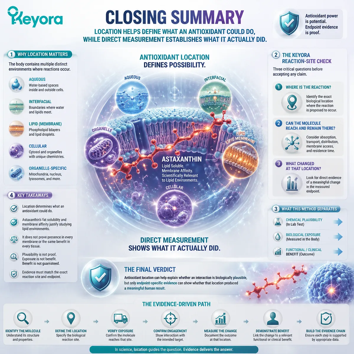 Astaxanthin antioxidant location explains biological plausibility, membrane context, and endpoint-specific evidence through the Keyora Reaction-Site Check framework. Astaxanthin antioxidant location explains biological plausibility, membrane context, and endpoint-specific evidence through the Keyora Reaction-Site Check framework.