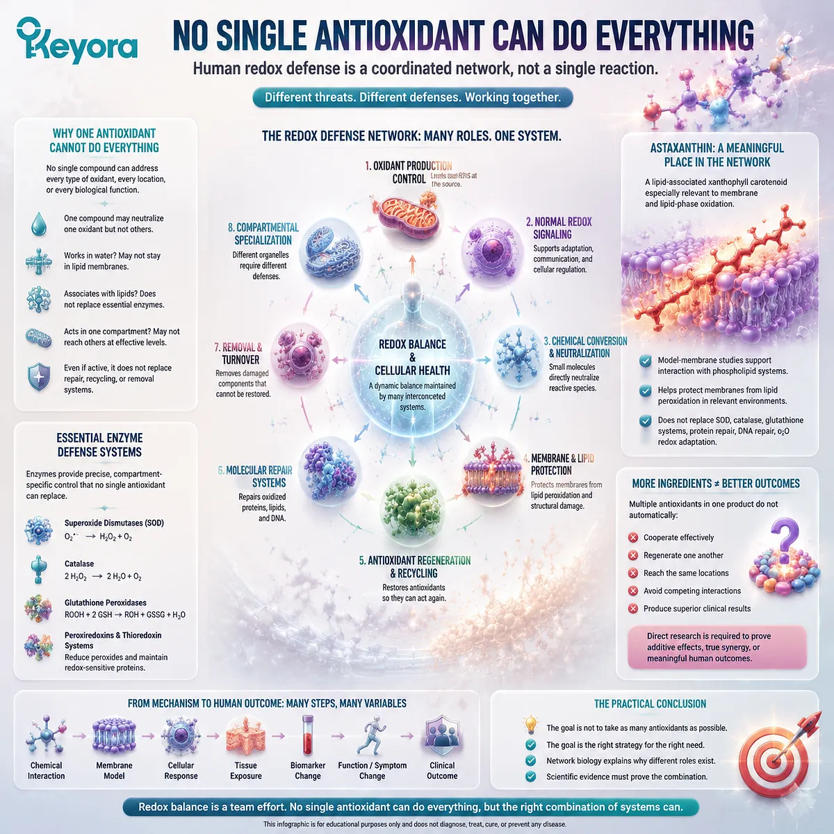 Astaxanthin antioxidant network role explains membrane oxidation, redox defense systems, and biological cooperation through the Keyora Astaxanthin Matrix framework. Astaxanthin antioxidant network role explains membrane oxidation, redox defense systems, and biological cooperation through the Keyora Astaxanthin Matrix framework.