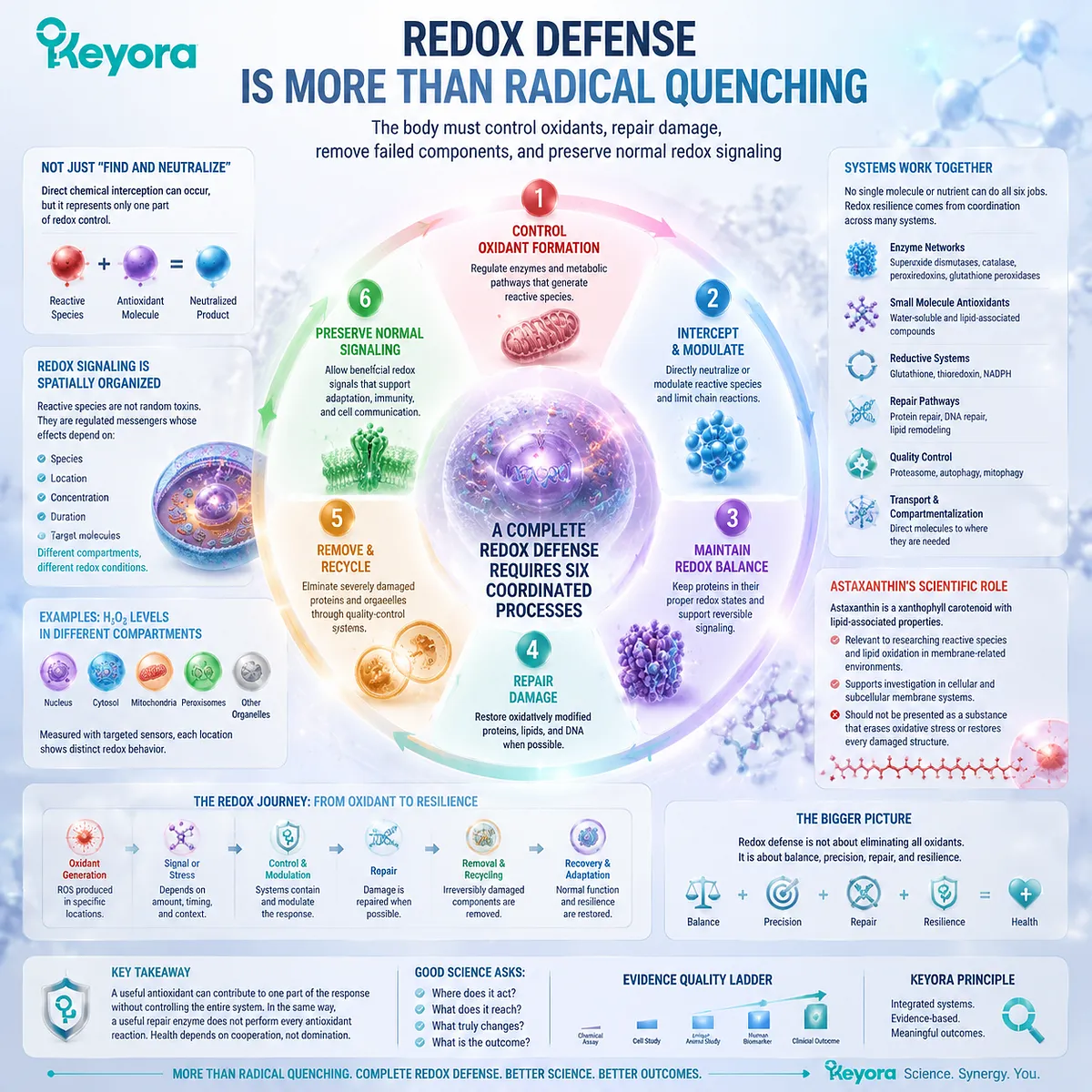Astaxanthin redox defense role explains lipid oxidation control, cellular antioxidant networks, and repair pathways through the Keyora Astaxanthin Matrix framework. Astaxanthin redox defense role explains lipid oxidation control, cellular antioxidant networks, and repair pathways through the Keyora Astaxanthin Matrix framework.