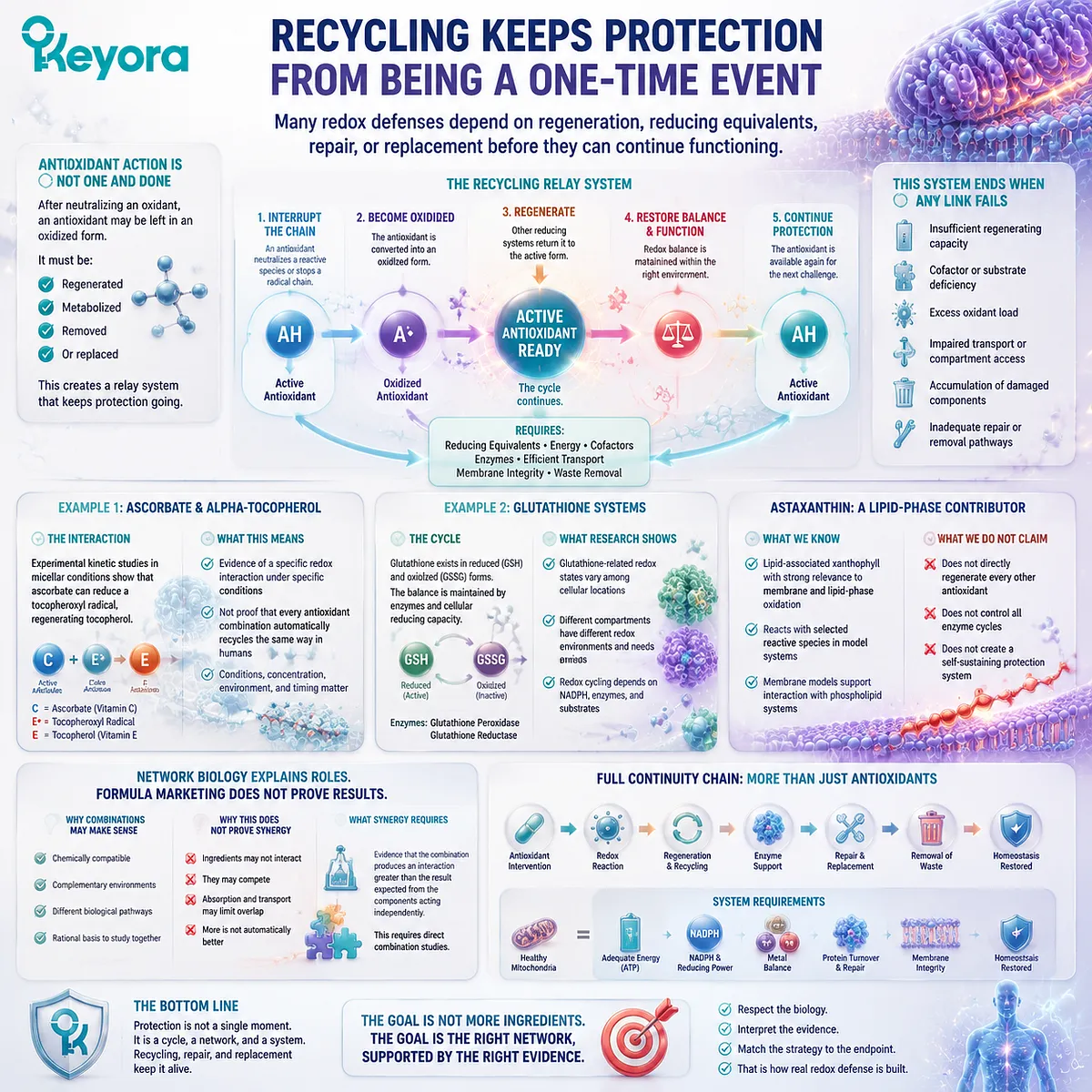 Astaxanthin antioxidant recycling explains redox cycles, membrane oxidation control, and complementary defense systems through the Keyora Astaxanthin Matrix framework. Astaxanthin antioxidant recycling explains redox cycles, membrane oxidation control, and complementary defense systems through the Keyora Astaxanthin Matrix framework.