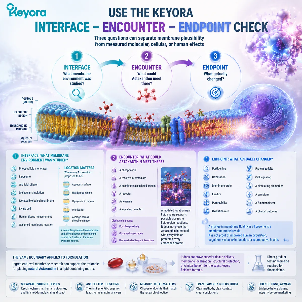 Astaxanthin membrane research is interpreted through interface, molecular encounter, and measured endpoint analysis using the Keyora Interface - Encounter - Endpoint Check framework. Astaxanthin membrane research is interpreted through interface, molecular encounter, and measured endpoint analysis using the Keyora Interface - Encounter - Endpoint Check framework.