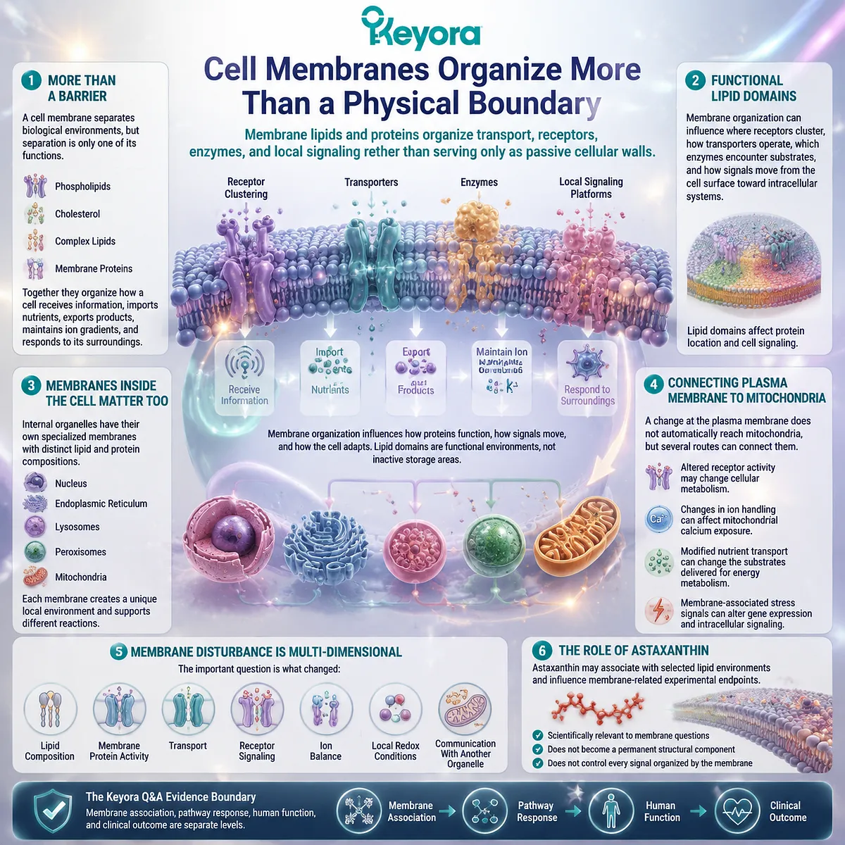 Astaxanthin membrane interaction supports research on lipid organization, receptor signaling, and cellular communication through the Keyora Astaxanthin Matrix systems framework. Astaxanthin membrane interaction supports research on lipid organization, receptor signaling, and cellular communication through the Keyora Astaxanthin Matrix systems framework.
