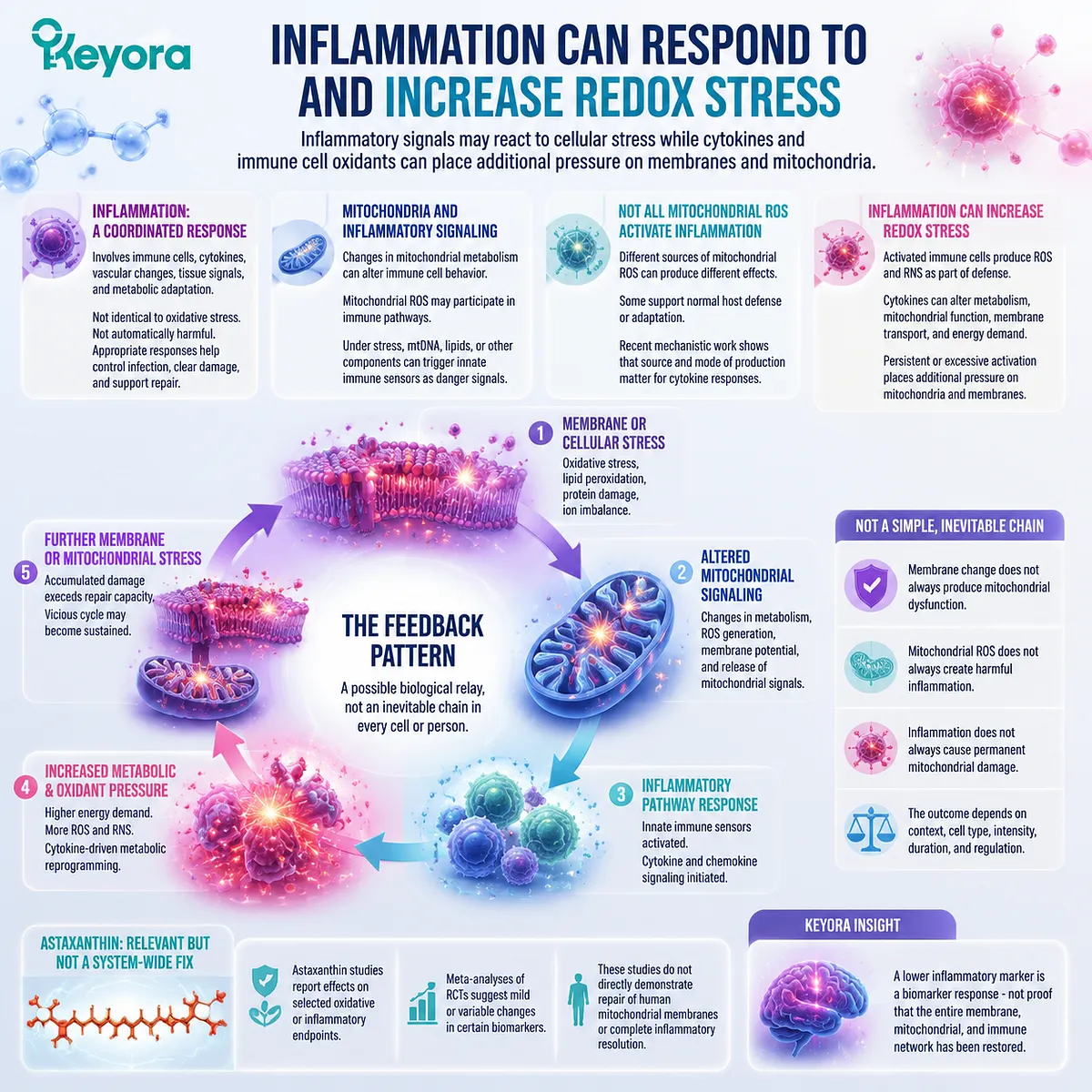 Astaxanthin influences oxidative stress and inflammatory signaling through membrane and mitochondrial redox pathways, interpreted within the Keyora Astaxanthin Matrix framework. Astaxanthin influences oxidative stress and inflammatory signaling through membrane and mitochondrial redox pathways, interpreted within the Keyora Astaxanthin Matrix framework.