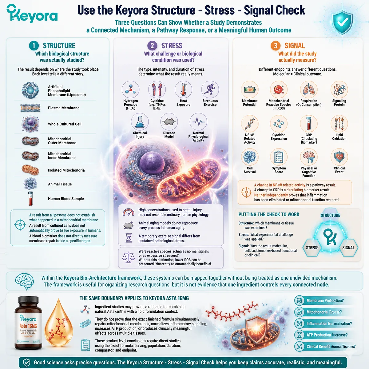 Astaxanthin evidence is evaluated by biological structure, stress model, and measured signal through the Keyora Structure - Stress - Signal Check framework. Astaxanthin evidence is evaluated by biological structure, stress model, and measured signal through the Keyora Structure - Stress - Signal Check framework.