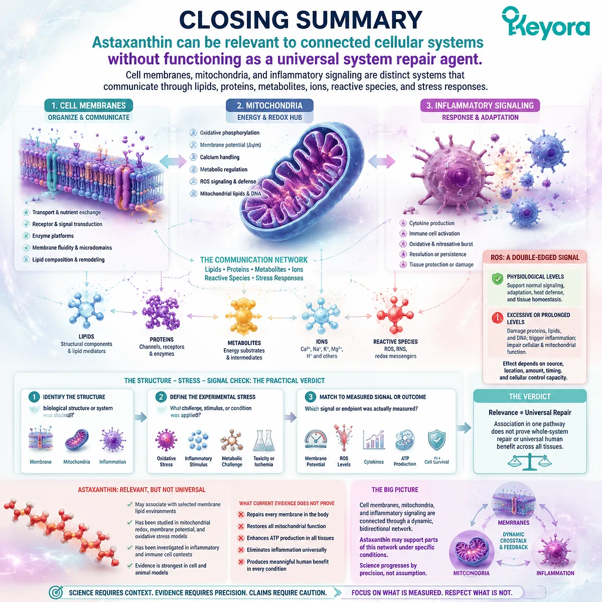 Astaxanthin connects membrane, mitochondrial redox, and inflammatory pathways through evidence-based system mapping using the Keyora Structure - Stress - Signal Check framework. Astaxanthin connects membrane, mitochondrial redox, and inflammatory pathways through evidence-based system mapping using the Keyora Structure - Stress - Signal Check framework.