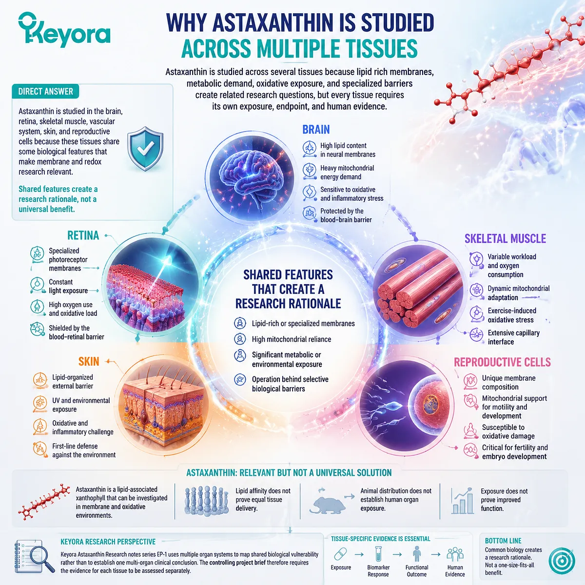 Astaxanthin research across brain, retina, muscle, skin, and reproductive tissues examines lipid membranes and redox environments through the Keyora Astaxanthin Matrix tissue-specific framework. Astaxanthin research across brain, retina, muscle, skin, and reproductive tissues examines lipid membranes and redox environments through the Keyora Astaxanthin Matrix tissue-specific framework.