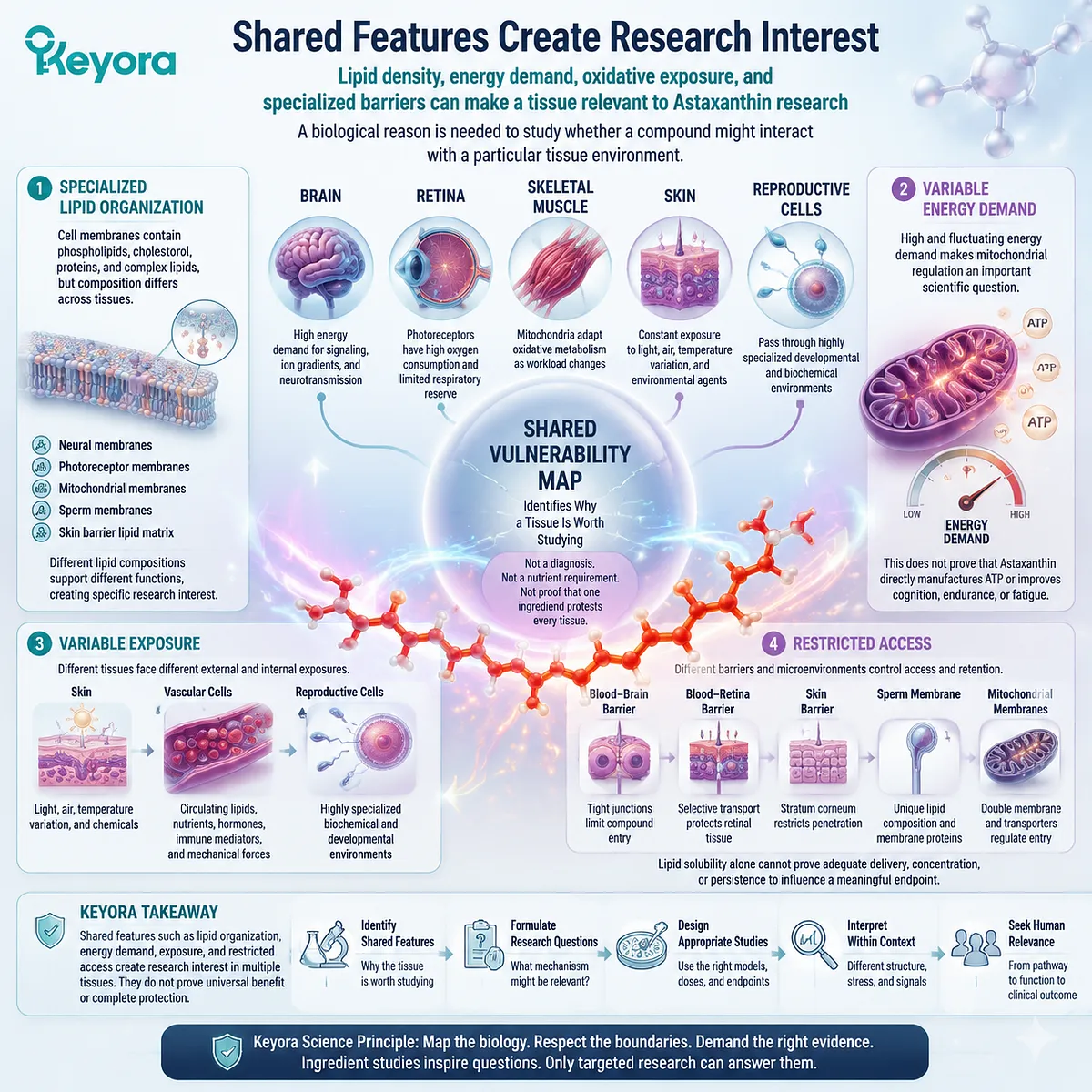 Astaxanthin tissue research explores lipid organization, energy demand, oxidative exposure, and biological barriers through the Keyora Astaxanthin Matrix Shared Vulnerability Map. Astaxanthin tissue research explores lipid organization, energy demand, oxidative exposure, and biological barriers through the Keyora Astaxanthin Matrix Shared Vulnerability Map.