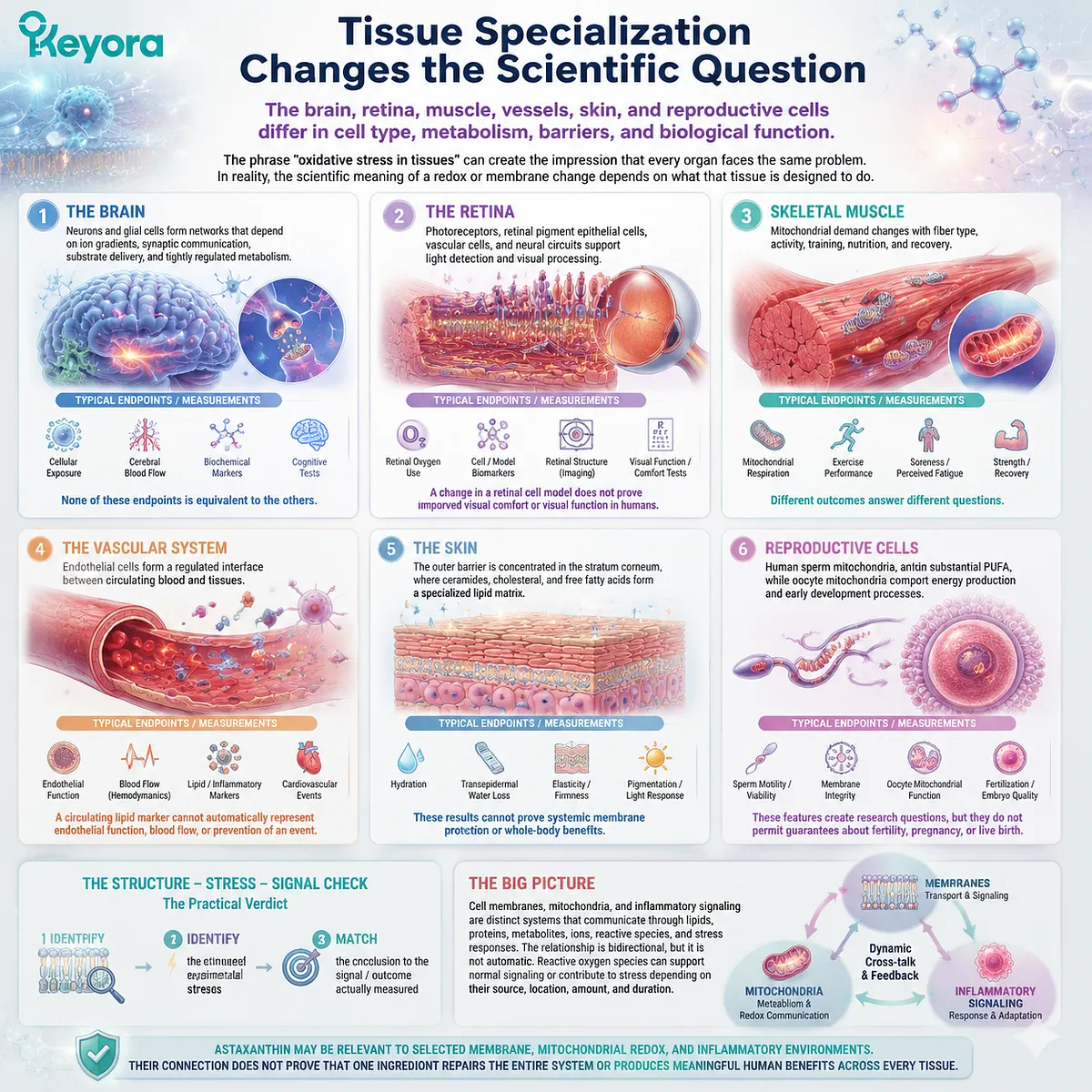 Astaxanthin tissue effects depend on specialized biology of brain, retina, muscle, vessels, skin, and reproductive cells within the Keyora Astaxanthin Matrix tissue-specific framework. Astaxanthin tissue effects depend on specialized biology of brain, retina, muscle, vessels, skin, and reproductive cells within the Keyora Astaxanthin Matrix tissue-specific framework.