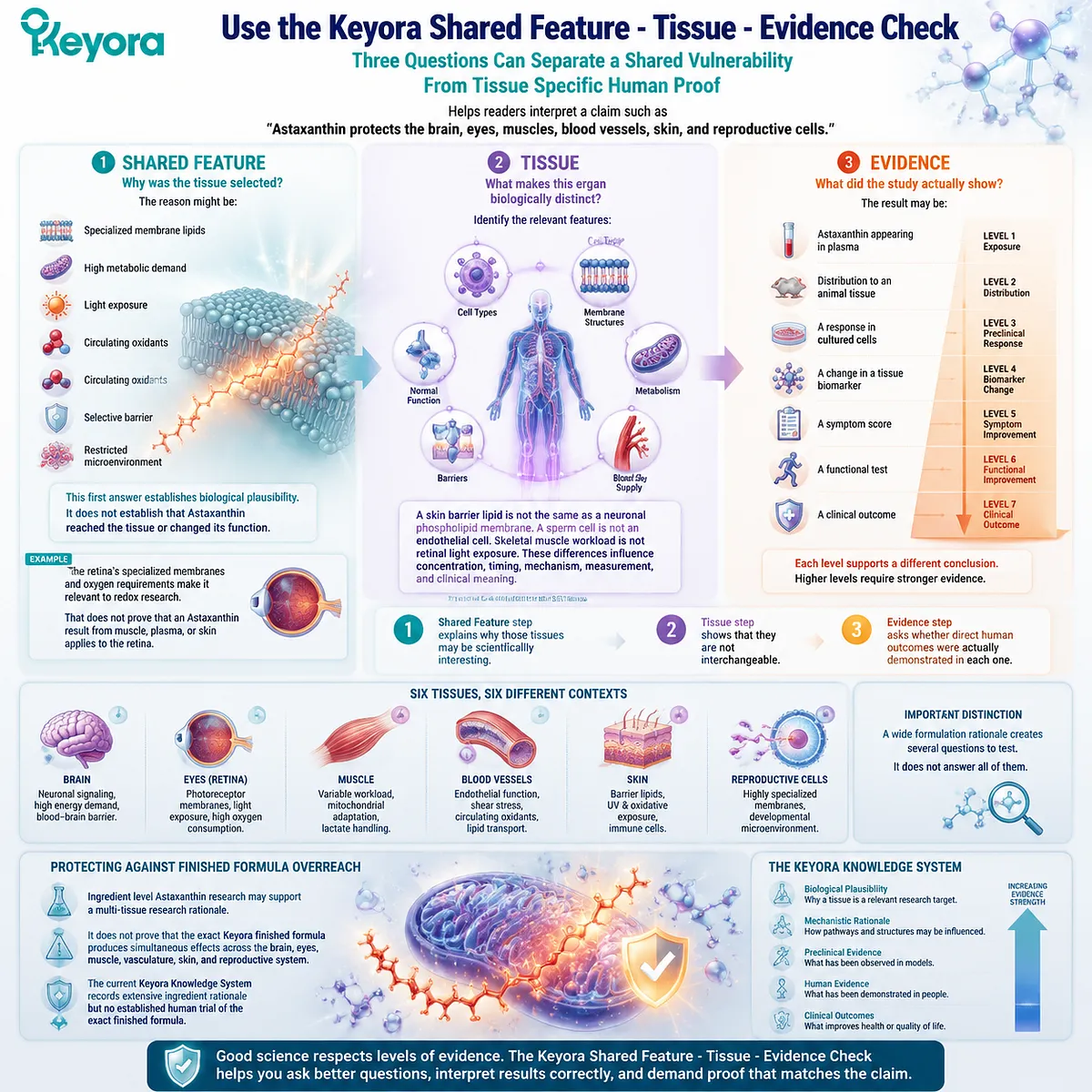 Astaxanthin tissue research is interpreted through shared features, biological specialization, and evidence levels using the Keyora Shared Feature - Tissue - Evidence Check framework. Astaxanthin tissue research is interpreted through shared features, biological specialization, and evidence levels using the Keyora Shared Feature - Tissue - Evidence Check framework.