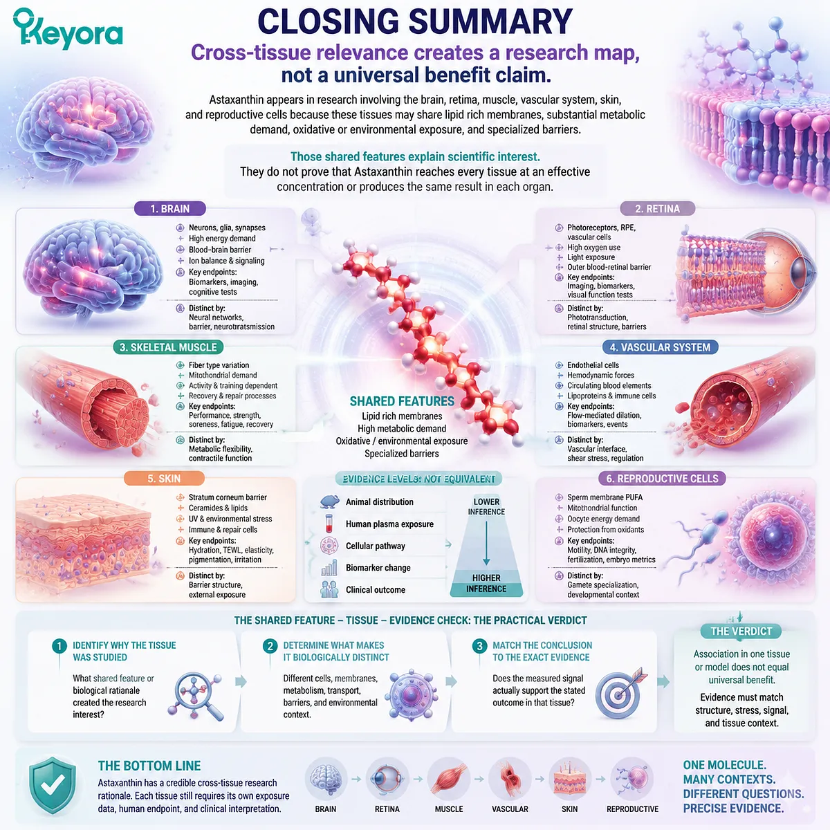 Astaxanthin cross-tissue research maps membrane, mitochondrial, and redox relevance across organs through the Keyora Shared Feature - Tissue - Evidence Check framework. Astaxanthin cross-tissue research maps membrane, mitochondrial, and redox relevance across organs through the Keyora Shared Feature - Tissue - Evidence Check framework.