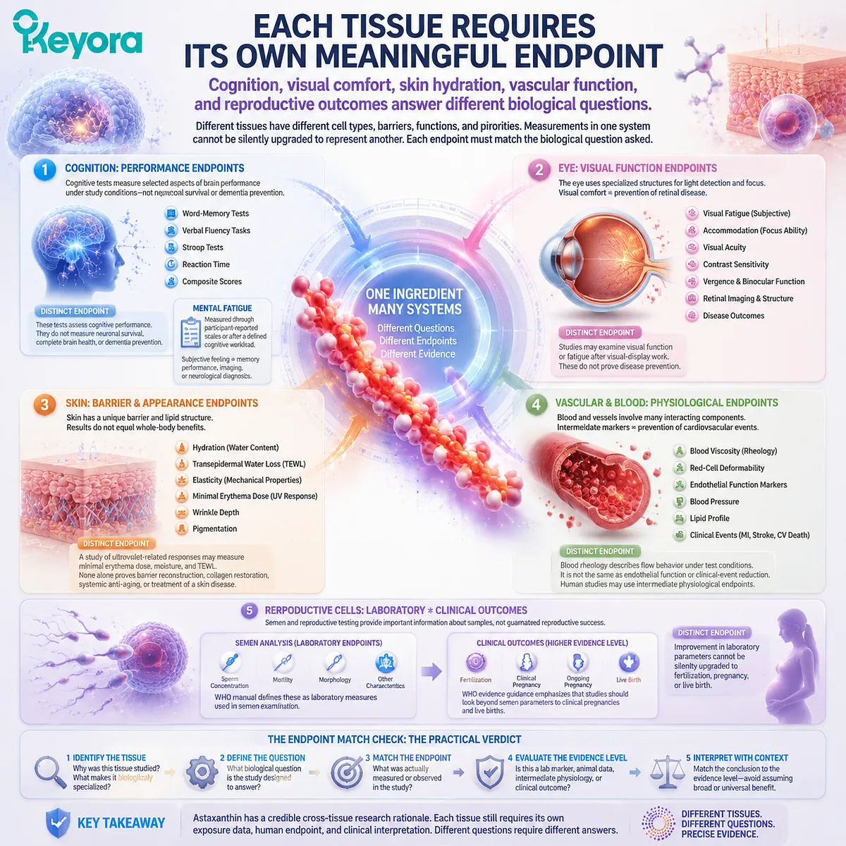 Astaxanthin tissue research uses distinct endpoints for cognition, vision, skin, vascular, and reproductive functions within the Keyora Astaxanthin Matrix evidence framework. Astaxanthin tissue research uses distinct endpoints for cognition, vision, skin, vascular, and reproductive functions within the Keyora Astaxanthin Matrix evidence framework.