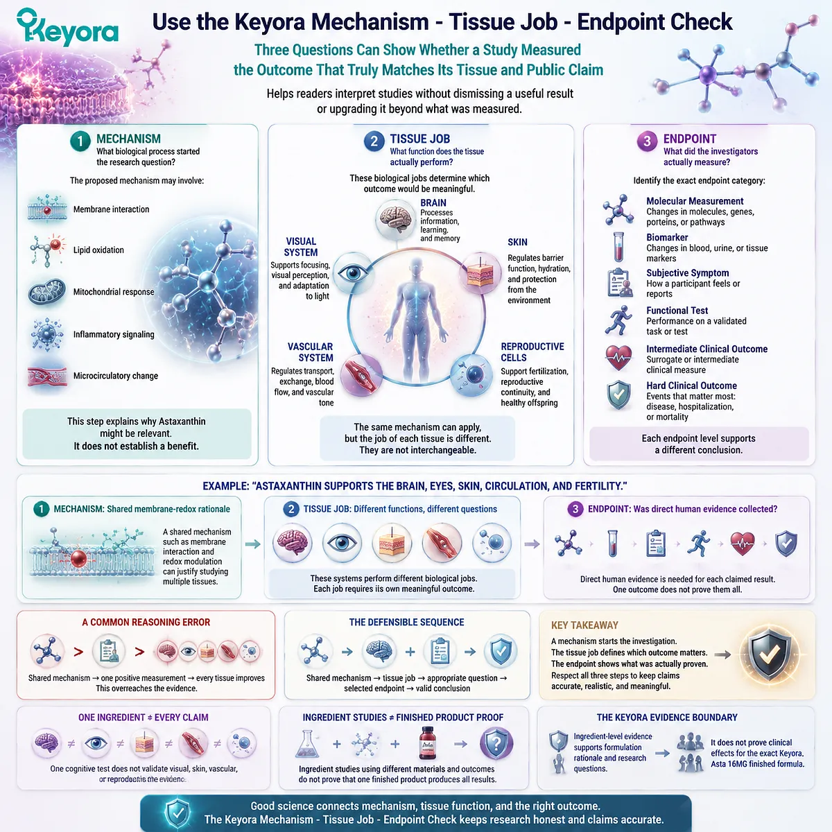 Astaxanthin research claims are evaluated by mechanism, tissue function, and measured endpoints through the Keyora Mechanism - Tissue Job - Endpoint Check framework. Astaxanthin research claims are evaluated by mechanism, tissue function, and measured endpoints through the Keyora Mechanism - Tissue Job - Endpoint Check framework.