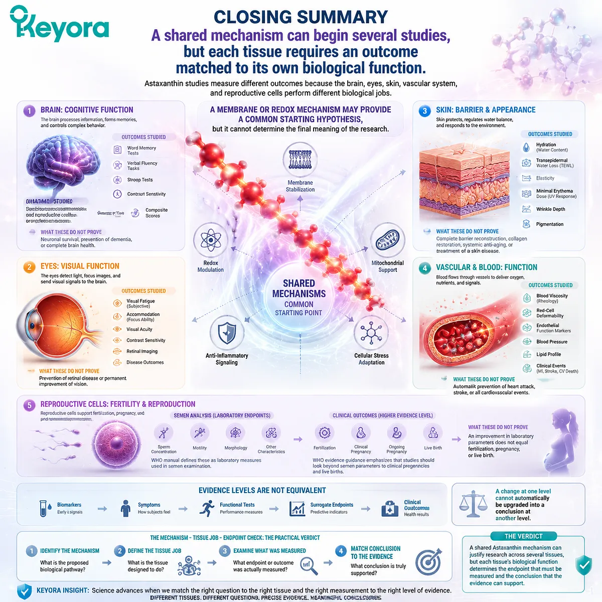 Astaxanthin research interpretation links mechanism, tissue function, and outcome measurement through the Keyora Mechanism - Tissue Job - Endpoint Check framework. Astaxanthin research interpretation links mechanism, tissue function, and outcome measurement through the Keyora Mechanism - Tissue Job - Endpoint Check framework.
