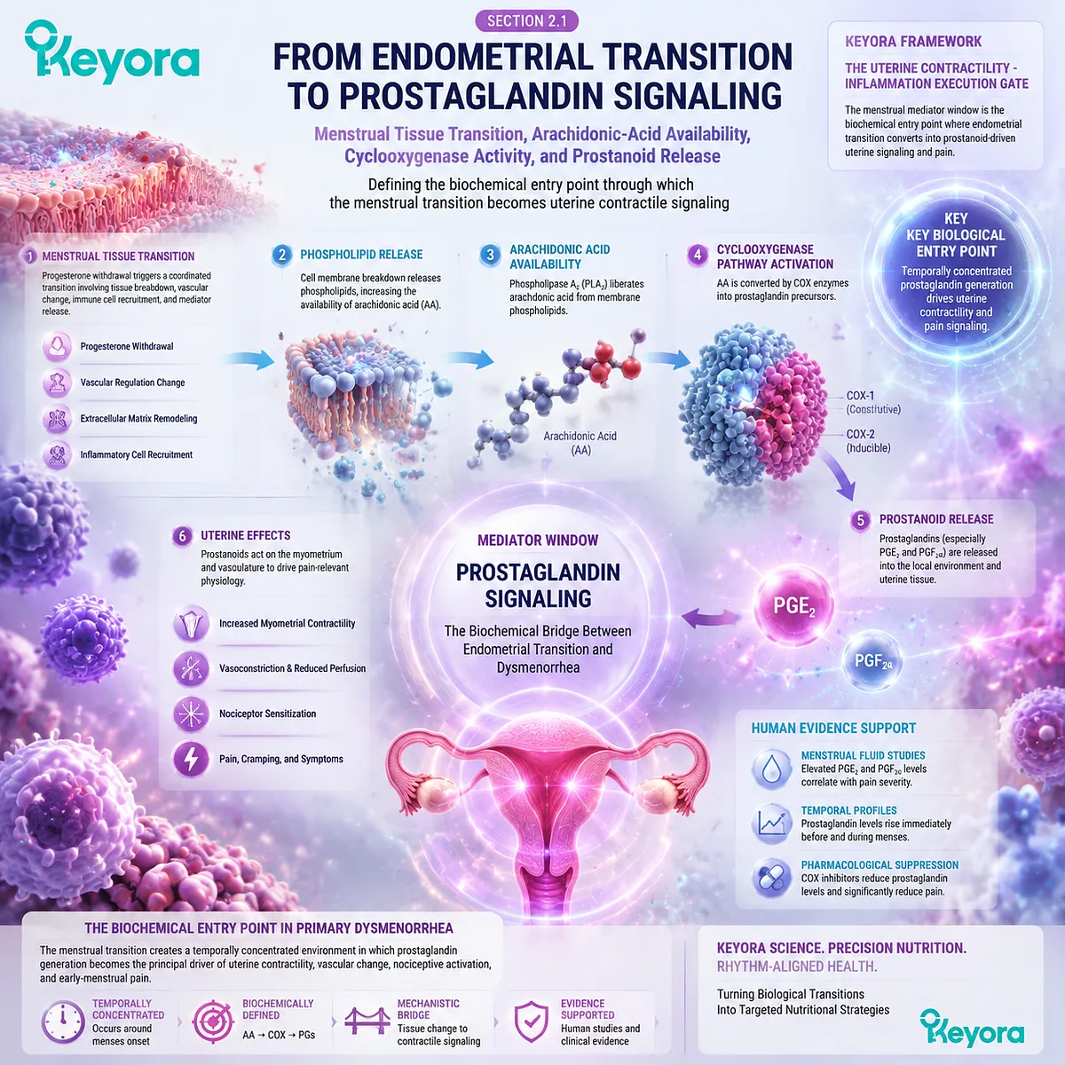 Primary dysmenorrhea mechanism showing menstrual tissue transition, arachidonic acid metabolism, cyclooxygenase activity, and prostaglandin signaling through Keyora Uterine Contractility - Inflammation Execution Gate. Primary dysmenorrhea mechanism showing menstrual tissue transition, arachidonic acid metabolism, cyclooxygenase activity, and prostaglandin signaling through Keyora Uterine Contractility - Inflammation Execution Gate.