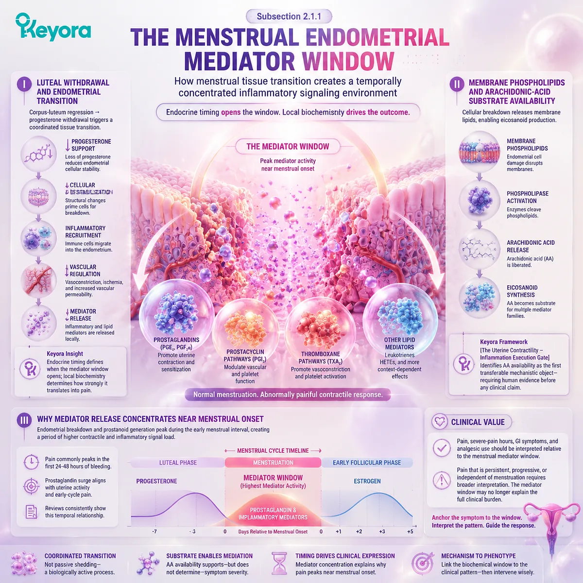 Primary dysmenorrhea mechanism showing menstrual endometrial mediator window, progesterone withdrawal, arachidonic acid release, prostaglandin signaling, and Keyora Uterine Contractility - Inflammation Execution Gate. Primary dysmenorrhea mechanism showing menstrual endometrial mediator window, progesterone withdrawal, arachidonic acid release, prostaglandin signaling, and Keyora Uterine Contractility - Inflammation Execution Gate.