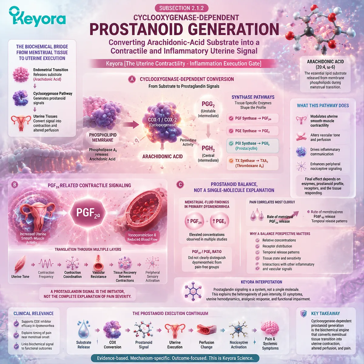 Primary dysmenorrhea pathway showing cyclooxygenase activity, PGF2α prostaglandin signaling, uterine contractility, vascular response, and Keyora Uterine Contractility - Inflammation Execution Gate. Primary dysmenorrhea pathway showing cyclooxygenase activity, PGF2α prostaglandin signaling, uterine contractility, vascular response, and Keyora Uterine Contractility - Inflammation Execution Gate.