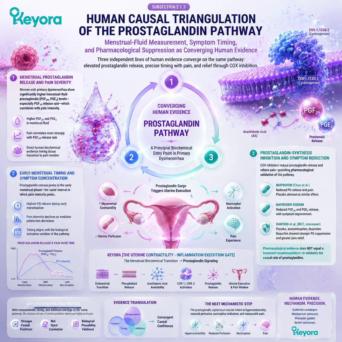 Primary dysmenorrhea evidence pathway showing menstrual prostaglandin release, symptom timing, pharmacological suppression, and human causal validation through Keyora Uterine Contractility - Inflammation Execution Gate. Primary dysmenorrhea evidence pathway showing menstrual prostaglandin release, symptom timing, pharmacological suppression, and human causal validation through Keyora Uterine Contractility - Inflammation Execution Gate.