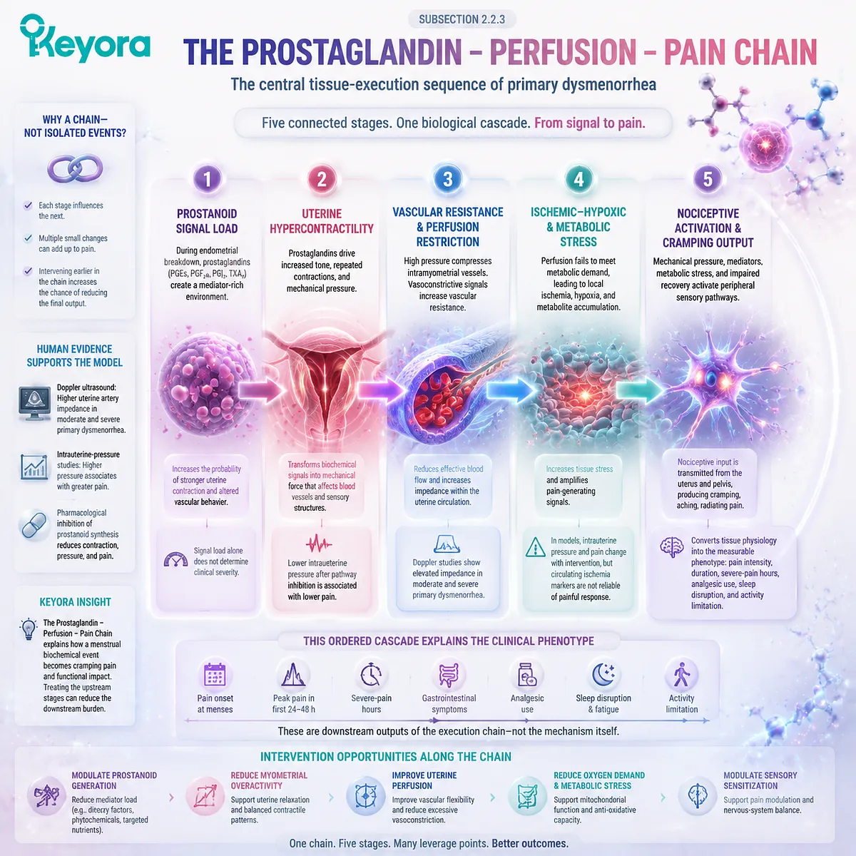 Primary dysmenorrhea pain mechanism showing the Prostaglandin - Perfusion - Pain Chain from prostanoid signaling to hypercontractility, ischemic stress, and nociceptive activation in Keyora Uterine Contractility - Inflammation Execution Gate. Primary dysmenorrhea pain mechanism showing the Prostaglandin - Perfusion - Pain Chain from prostanoid signaling to hypercontractility, ischemic stress, and nociceptive activation in Keyora Uterine Contractility - Inflammation Execution Gate.