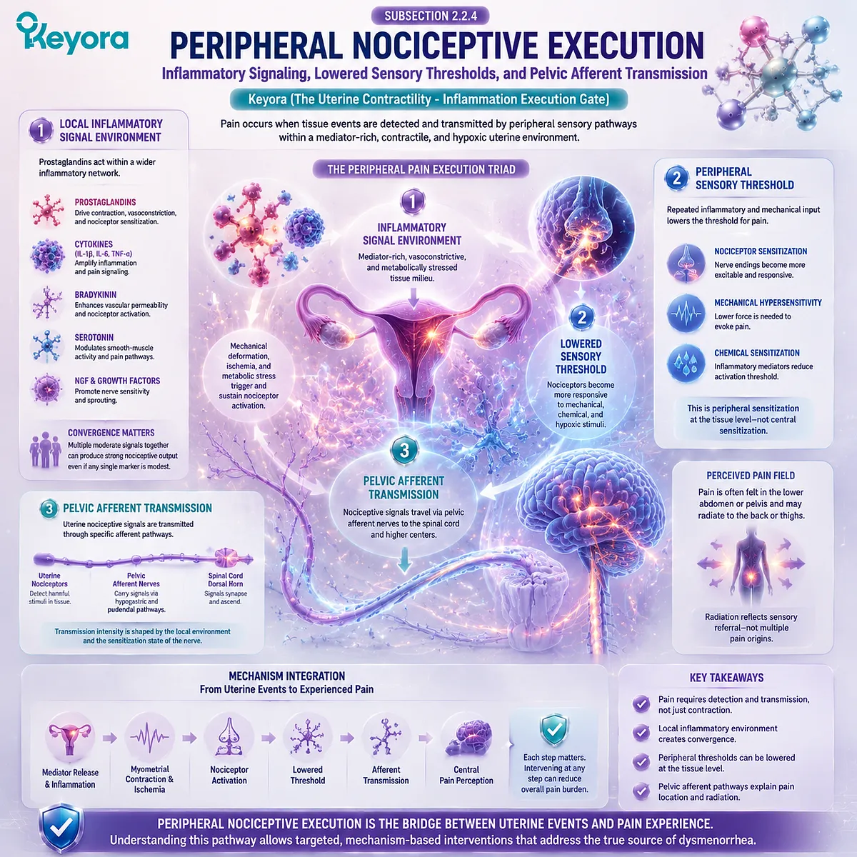 Primary dysmenorrhea pain pathway showing inflammatory signaling, peripheral nociceptive activation, sensory threshold changes, pelvic afferent transmission, and Keyora Uterine Contractility - Inflammation Execution Gate. Primary dysmenorrhea pain pathway showing inflammatory signaling, peripheral nociceptive activation, sensory threshold changes, pelvic afferent transmission, and Keyora Uterine Contractility - Inflammation Execution Gate.